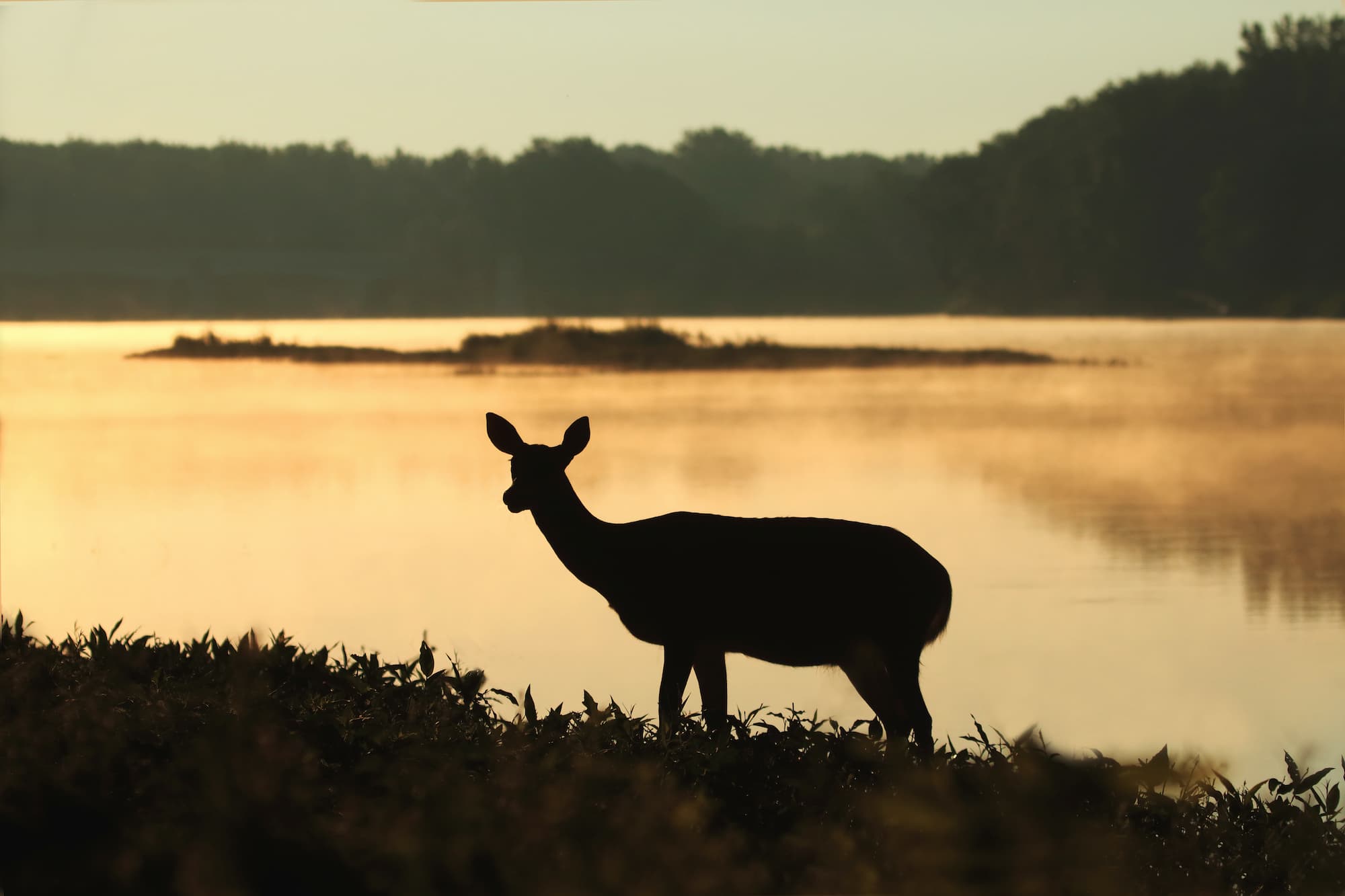 A wild doe during sunset