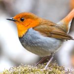 Robin Redbreast bird